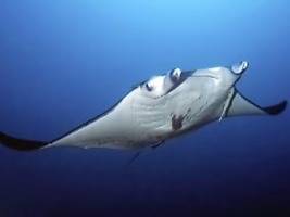 Forschende wundern sich: Mantarochen tauchen mehr als einen Kilometer tief - aber warum?