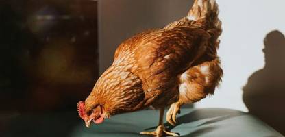 Ernährung: Vier Trends könnten Fleischkonsum langfristig senken