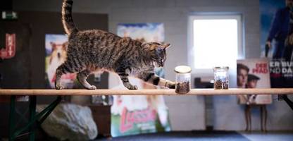 Filmtiere im Training: In dieser Schule werden Hunde, Schweine und Ratten ausgebildet