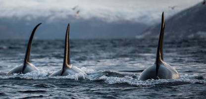 Orca-Angriffe auf Segelboote: »Der Rumpf wirkte regelrecht angeknabbert«