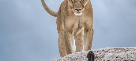 Die schönsten Wildlife-Fotografien des Jahres 2025
