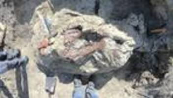 dinosaurierknochen: forscher in argentinien entdecken bisher unbekannten megaraptor