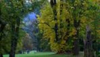 historische parkanlage: seltene arten, alte bäume: park wechselburg im klimawandel