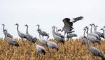 Tierseuche: Vogelgrippe bei Kranichen – Landkreis ordnet Stallpflicht an