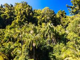klimawandel ist hauptursache: australiens regenwälder stoßen mehr co2 aus als sie speichern