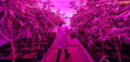 cannabis-vereine in deutschland: nrw hat die meisten, bayern bleibt zurück