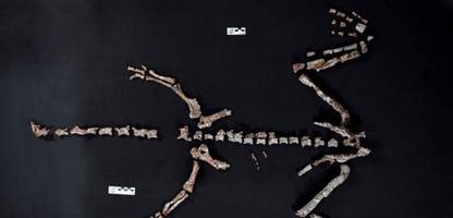 Dinosaurier: Forscher finden 230 Millionen Jahre altes Skelett