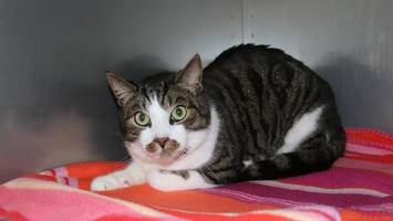 Auf Katzenhalter in Geesthacht kommen neue Pflichten zu