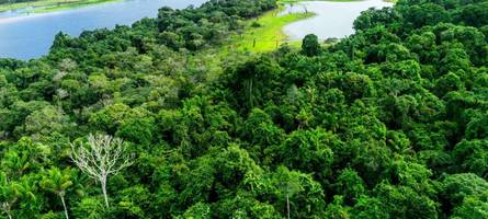 wegen der klimakrise werden die bäume im amazonas immer größer