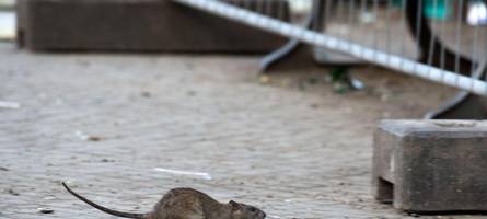 tausende ratten leben in nördlingen: worauf bürger achten können