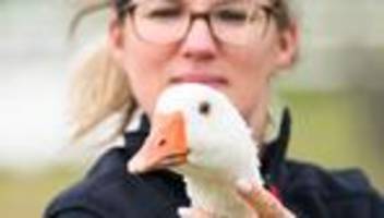 Martinsgänse: Gänsepreise in Sachsen bleiben stabil – Importware dominiert