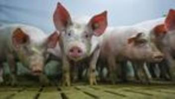 ministerin staudte: niedersächsische kritik am förder-aus für schweinestallumbau