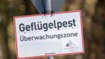 Vogelgrippe: Geflügelpest-Verdacht - Zugang am Stausee Kelbra begrenzt