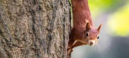 Brücke für Eichhörnchen: Diese bayerischen Städte setzen auf besonderen Artenschutz