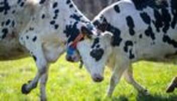 landwirtschaft: rinder sind die größte quelle für treibhausgasemissionen