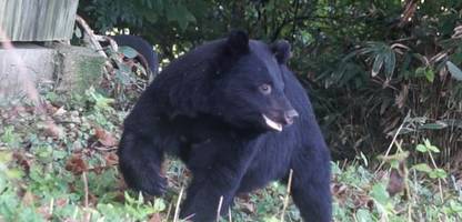 bären in japan: menschliche faktoren hinter tödlichen bärenattacken