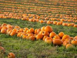 Populärer Pumpkin: Kürbis erlebt einen kollossalen Boom