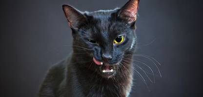 halloween: warum die spanische stadt terrassa verbietet, schwarze katzen zu adoptieren