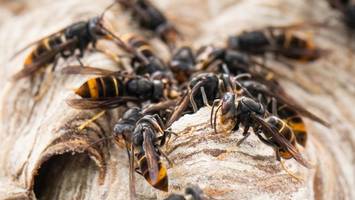 Asiatische Hornisse breitet sich aus: So gefährlich ist das Insekt