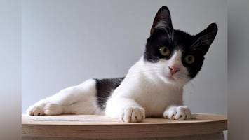 Katzenlady Elsie ist ein Energiepaket, das ein Zuhause mit Ruhe sucht