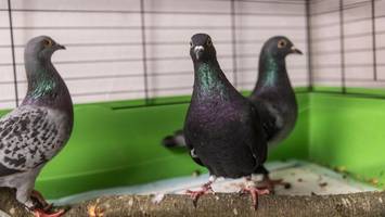 Tierheim Berlin öffnet nach Newcastle-Quarantäne wieder