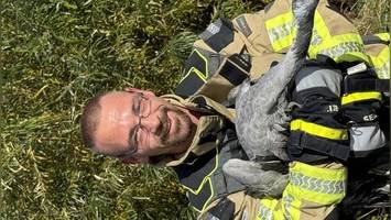 dramatische rettung: feuerwehr zieht kraftlosen kranich aus der elbe