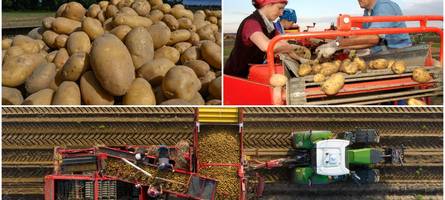 Gute Erträge bei der Kartoffelernte bringen Landwirte in Existenznöte
