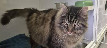 kater in karton ausgesetzt: „auch wir als tierschützer sind im ersten moment entsetzt“