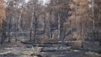 nach waldbrand: gohrischheide soll teilweise von munition geräumt werden