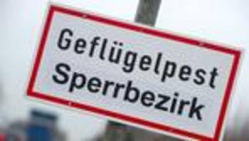 Putenbetrieb betroffen: Erneuter Geflügelpest-Ausbruch im Landkreis Cloppenburg