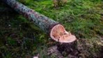 Umweltschutz: EU-Kommission will geplantes Waldschutzgesetz abschwächen