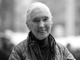 Forscherin wurde 91 Jahre alt: Jane Goodall starb an einem Herzstillstand
