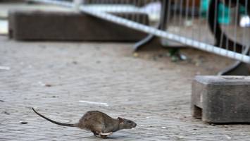nicht nur neukölln: ratten sind „gesamtstädtisches phänomen“