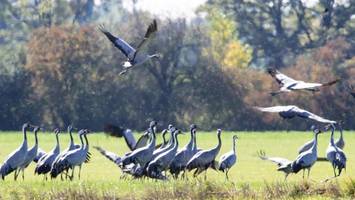 Schock in Brandenburg: Hunderte tote Kraniche wegen Geflügelpest