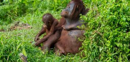 naturzerstörung: eu versagt offenbar beim schutz indonesischer tropenwälder