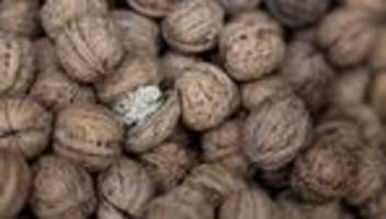 auf die nuss gekommen: klimawandel als chance: sind nüsse die zukunft des obstbaus?