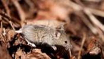 Elbvertiefung: Der tägliche Newsletter aus Hamburg: Von Mäusen und Menschen