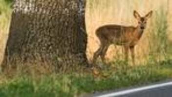 Verkehr: Landesamt warnt vor mehr Wildunfällen durch Zeitumstellung