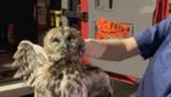 Vogel gesund: Waldkauz aus Kamin gerettet