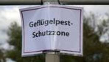 vogelgrippe-variante: geflügelpest-erreger in bestand von 5.000 enten nachgewiesen