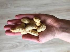 neue leitlinien wirken in usa: früher kontakt mit erdnüssen senkt allergierisiko