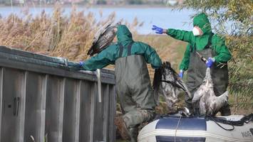 Vogelgrippe in Brandenburg: Nabu warnt vor „Superinfektionsherd“