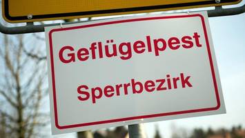 Vogelgrippe grassiert in Brandenburg – Experten warnen vor neuer Welle