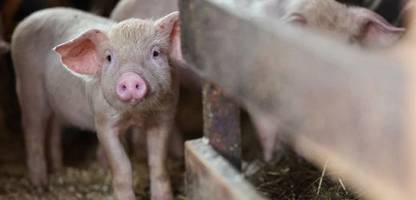 Schweinepest: Gentechnisch veränderte Schweine sind resistent gegen die Seuche