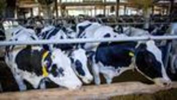 Landwirtschaft: Wie Bayerns Kühe an die Zeitumstellung gewöhnt werden