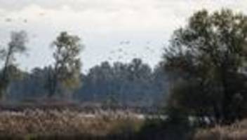 Mehrere Ausbrüche: Vogelgrippe - Wie sich Niedersachsen verhalten sollten