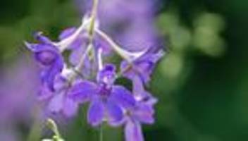 Natur auf dem Acker: Feldrittersporn ist Blume des Jahres 2026