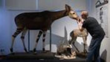 sonderausstellung: von dinosaurierspuren bis zum okapi, das den krieg überstand