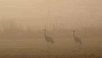 vogelgrippe: kranichsterben im unesco-biosphärenreservat drömling