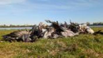 Vogelgrippe in Brandenburg: Agrarministerium: Land prüft Hilfseinsatz wegen Vogelgrippe